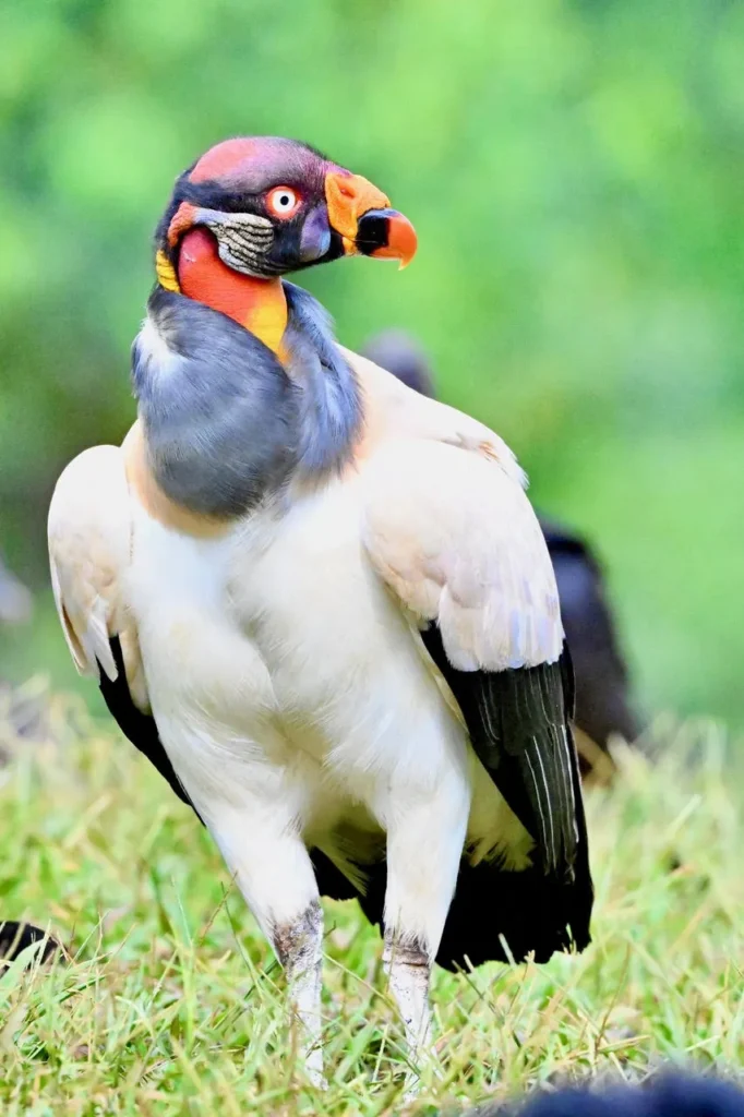 King Vulture Venture II — February 2026 Trip Report 6 King Vulture 03