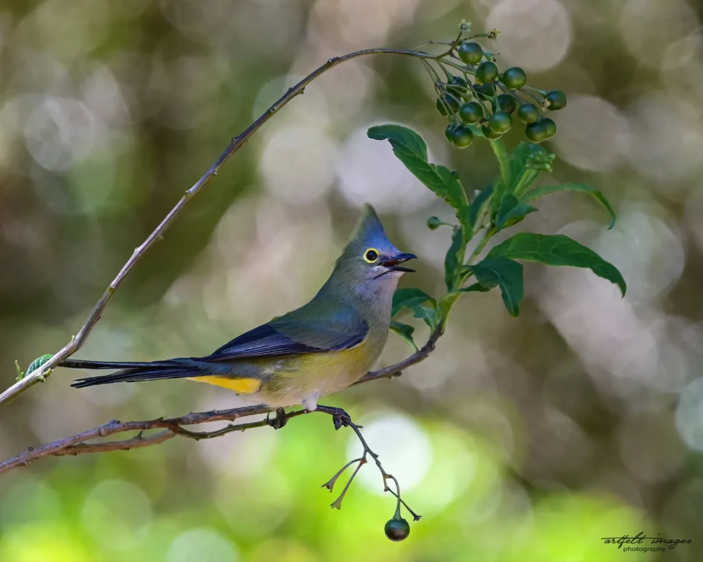 Long tailed silky flycatcher 1