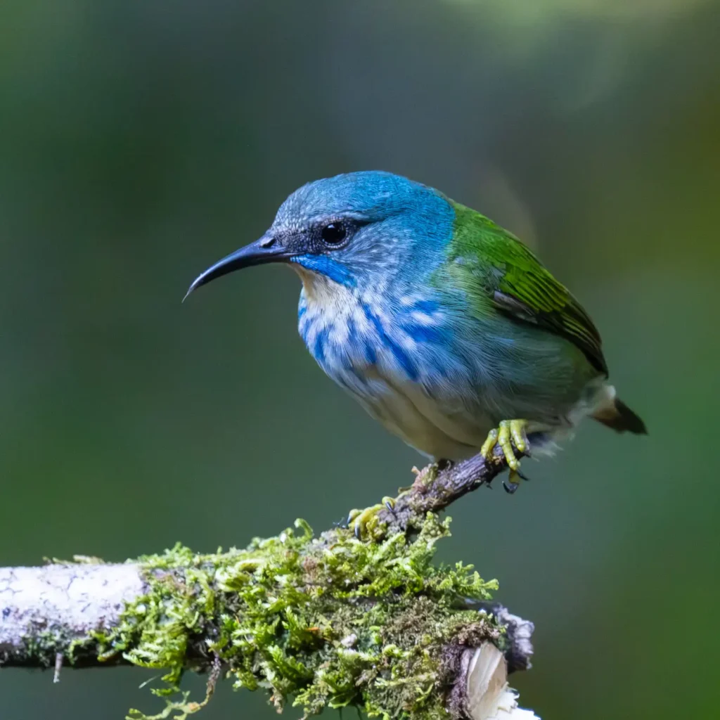 Shining Honeycreeper female 1