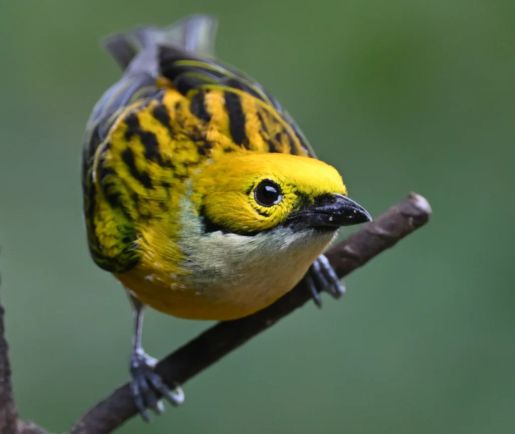 King Vulture Venture II — February 2026 Trip Report 5 Silver throate3d tanager