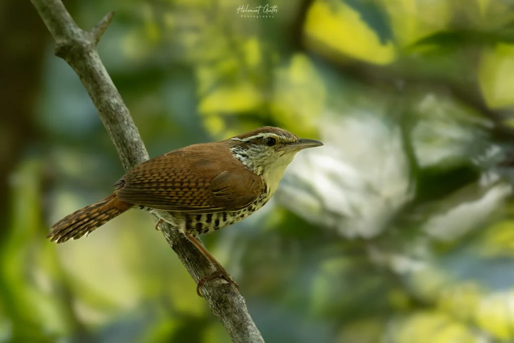 banded wren