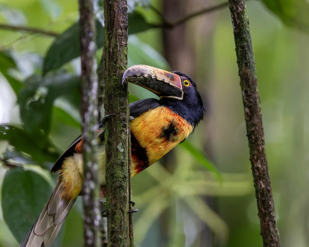 311 Birds in 9 Days: A Costa Rica Birding Testimonial from E. Hoggard 2 Collared Aracari — Photo by Ethan Hoggard