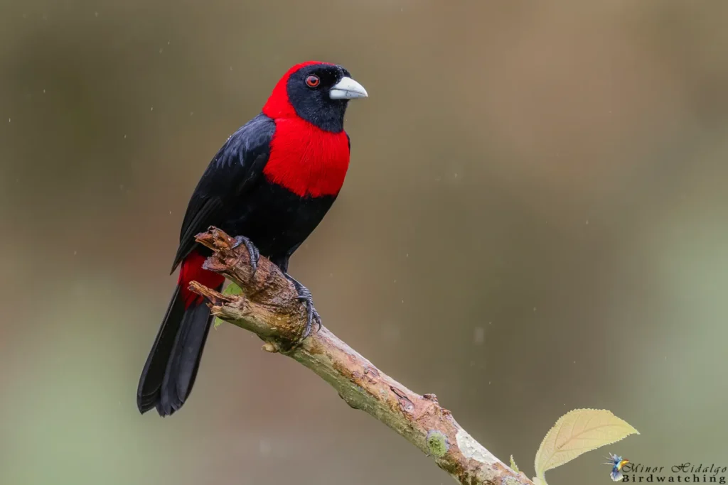 crimson collared tanager
