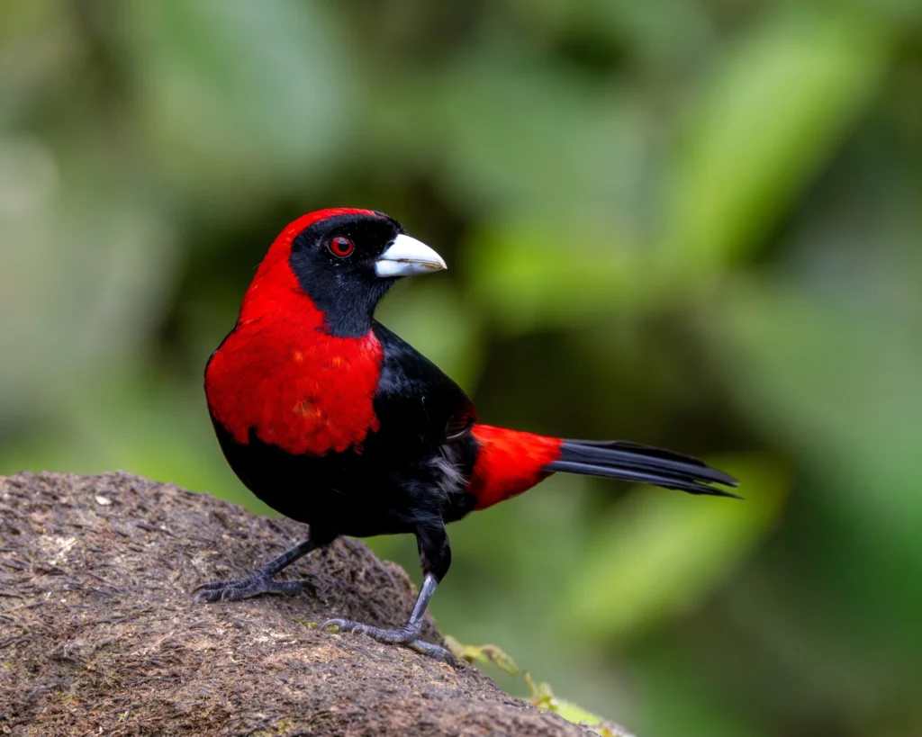 311 Birds in 9 Days: A Costa Rica Birding Testimonial from E. Hoggard 3 Crimson-collared Tanager — Photo by Ethan Hoggard