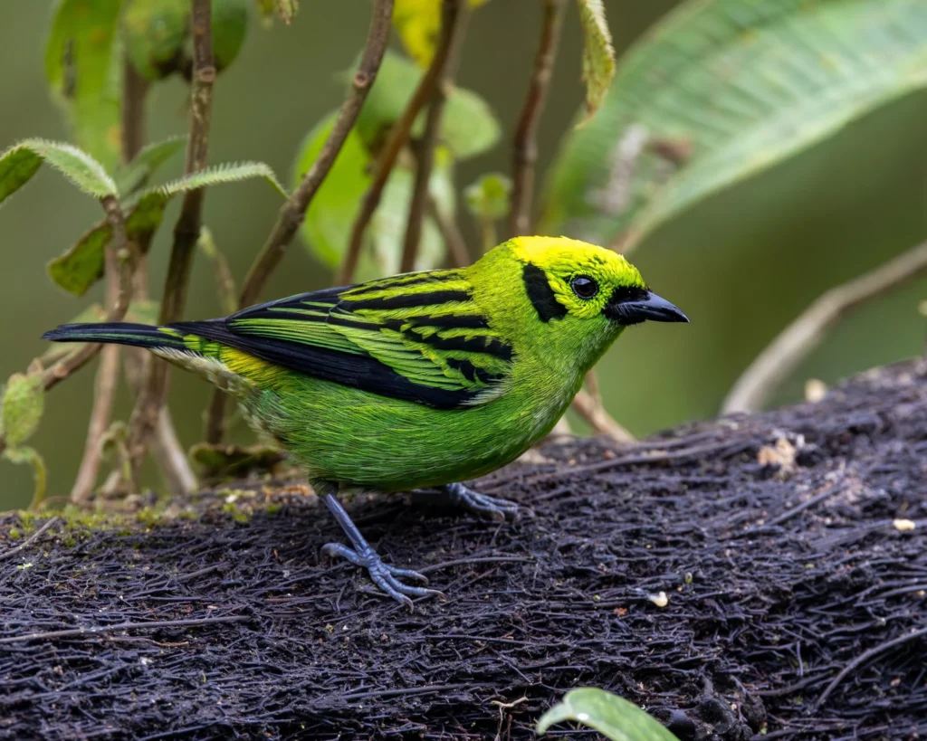 311 Birds in 9 Days: A Costa Rica Birding Testimonial from E. Hoggard 4 Emerald Tanager — Photo by Ethan Hoggard