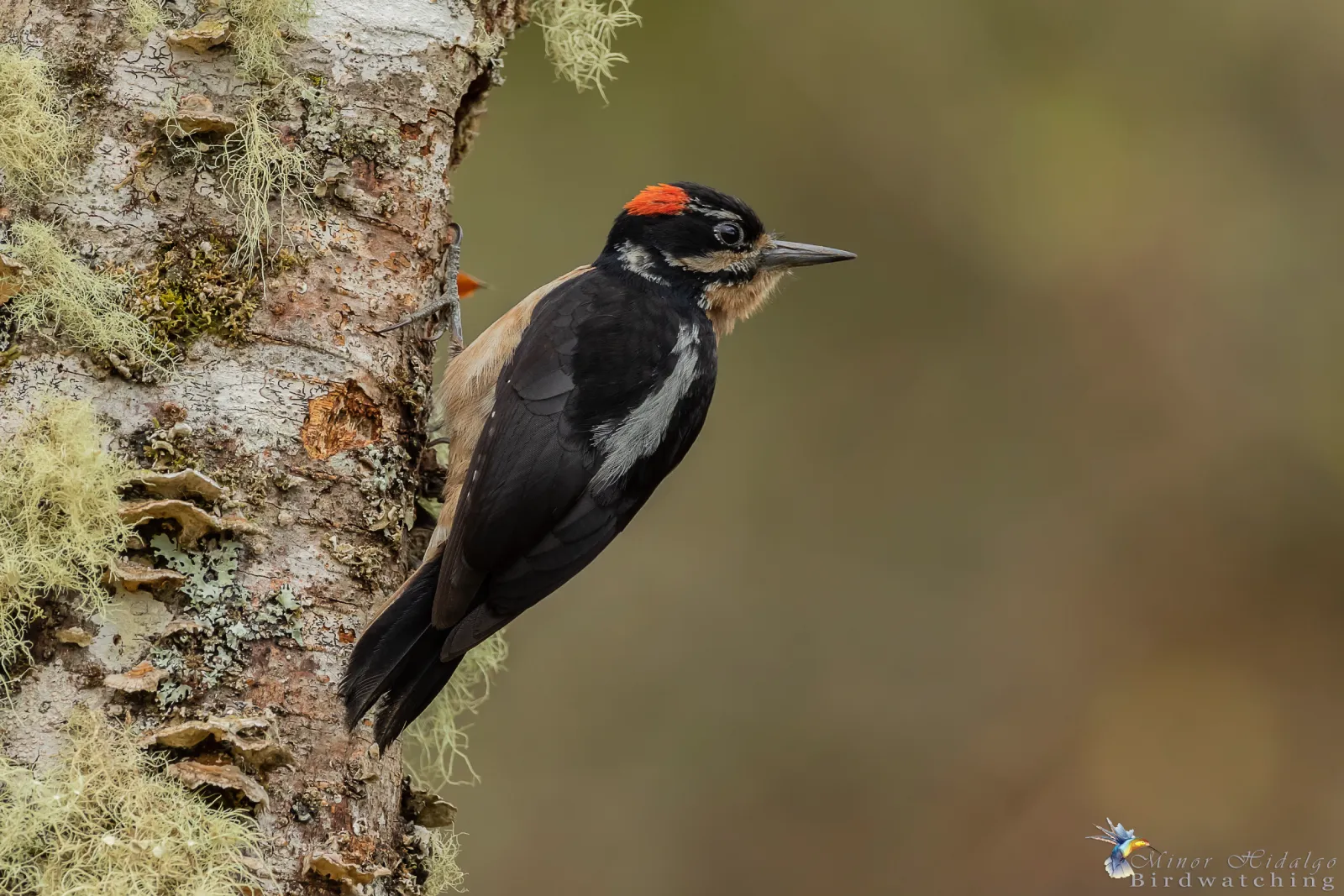 Minor Hidalgo: Hairy Woodpecker