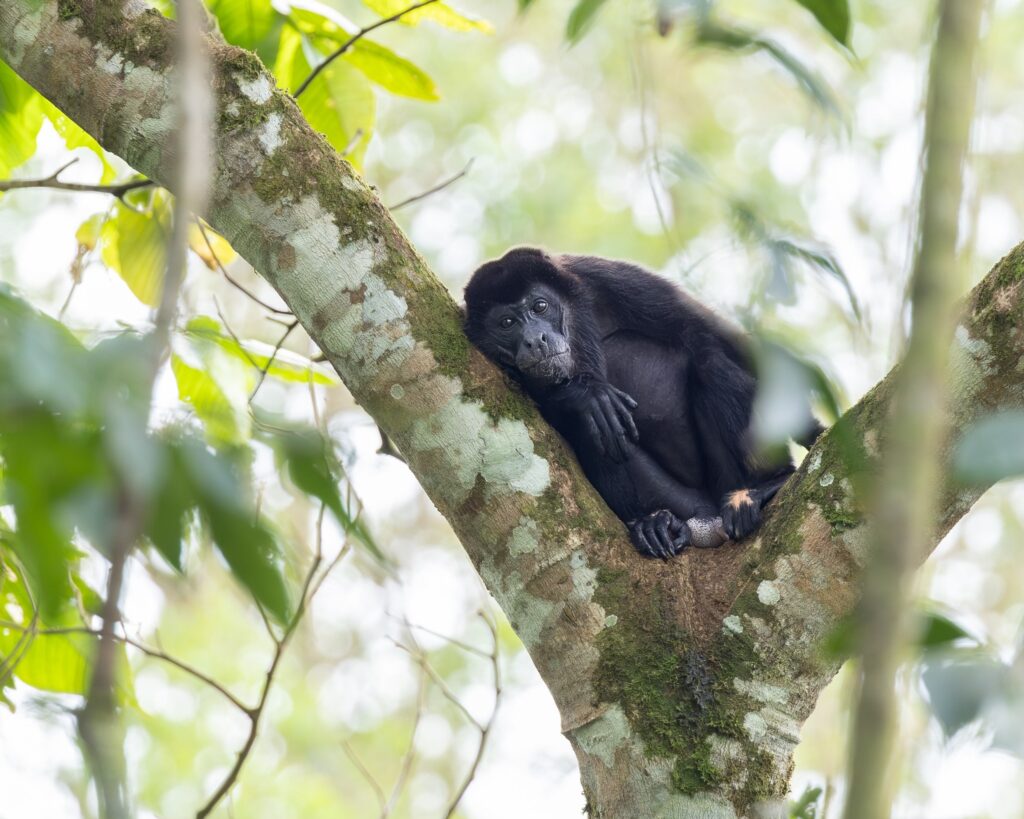 311 Birds in 9 Days: A Costa Rica Birding Testimonial from E. Hoggard 7 howler monkey canopy