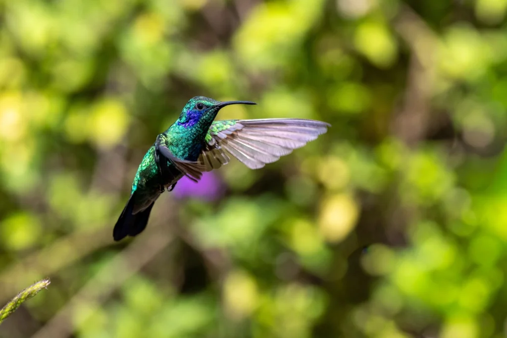 311 Birds in 9 Days: A Costa Rica Birding Testimonial from E. Hoggard 6 Lesser Violetear — Photo by Ethan Hoggard