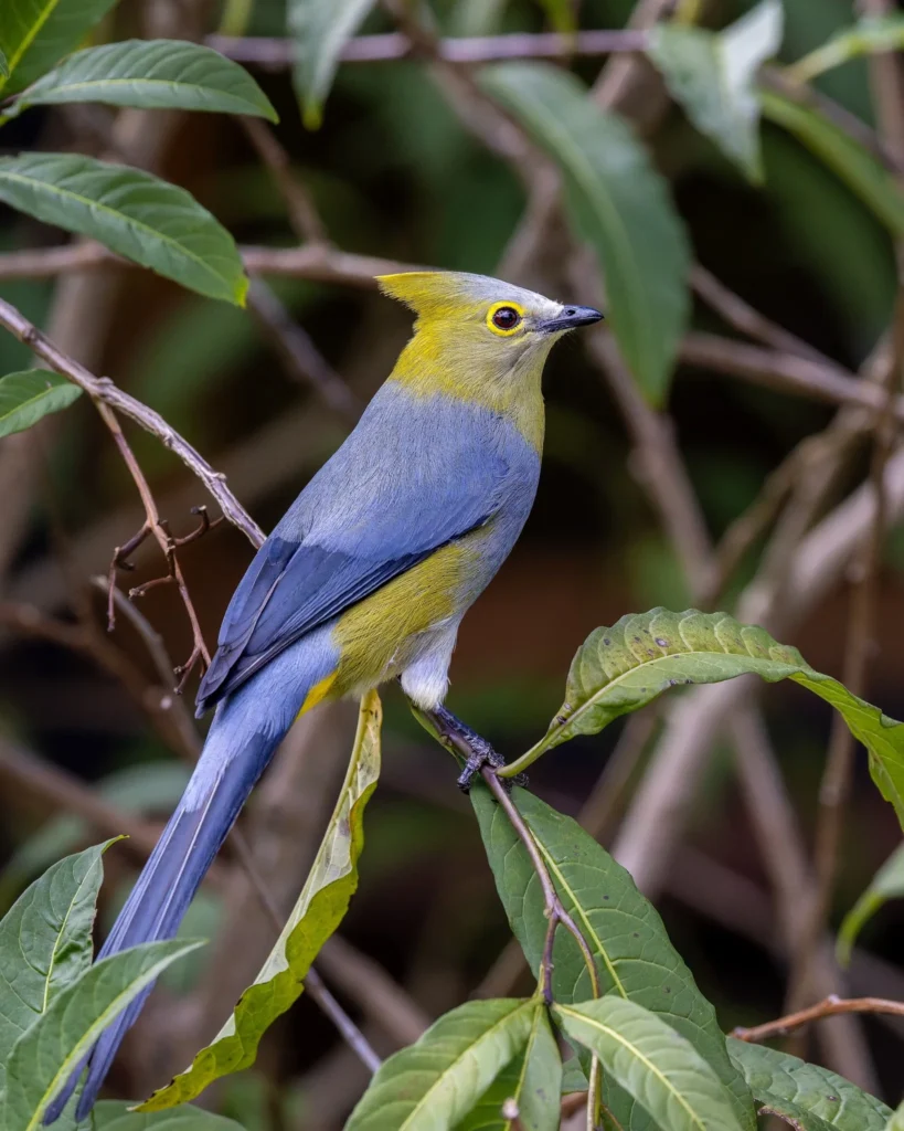 Long-tailed Silky-flycatcher — Photo by Ethan Hoggard