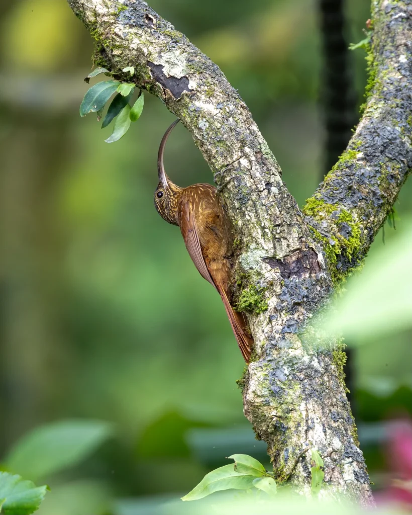 311 Birds in 9 Days: A Costa Rica Birding Testimonial from E. Hoggard 9 Northern Barred Woodcreeper — Photo by Ethan Hoggard