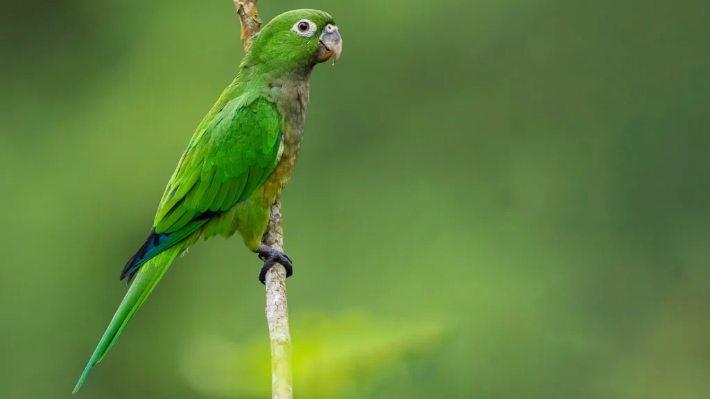 olive throated parakeet