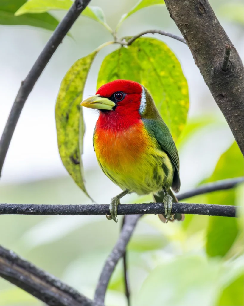 311 Birds in 9 Days: A Costa Rica Birding Testimonial from E. Hoggard 5 Red-headed Barbet — Photo by Ethan Hoggard