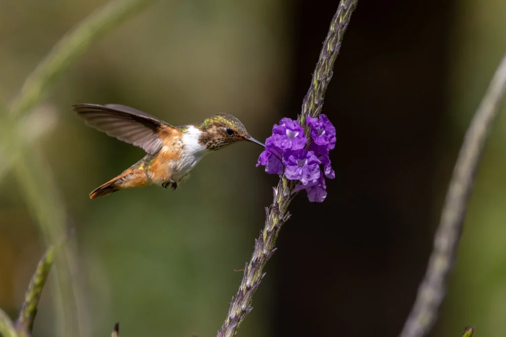 311 Birds in 9 Days: A Costa Rica Birding Testimonial from E. Hoggard 8 Rufous-tailed Hummingbird — Photo by Ethan Hoggard