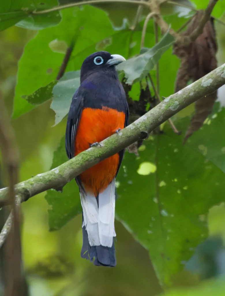 Bairds Trogon