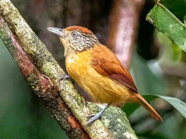 Barred Antshrike Costa Rica Feb26 P2225848 Edit Edit Edit 600x450 1