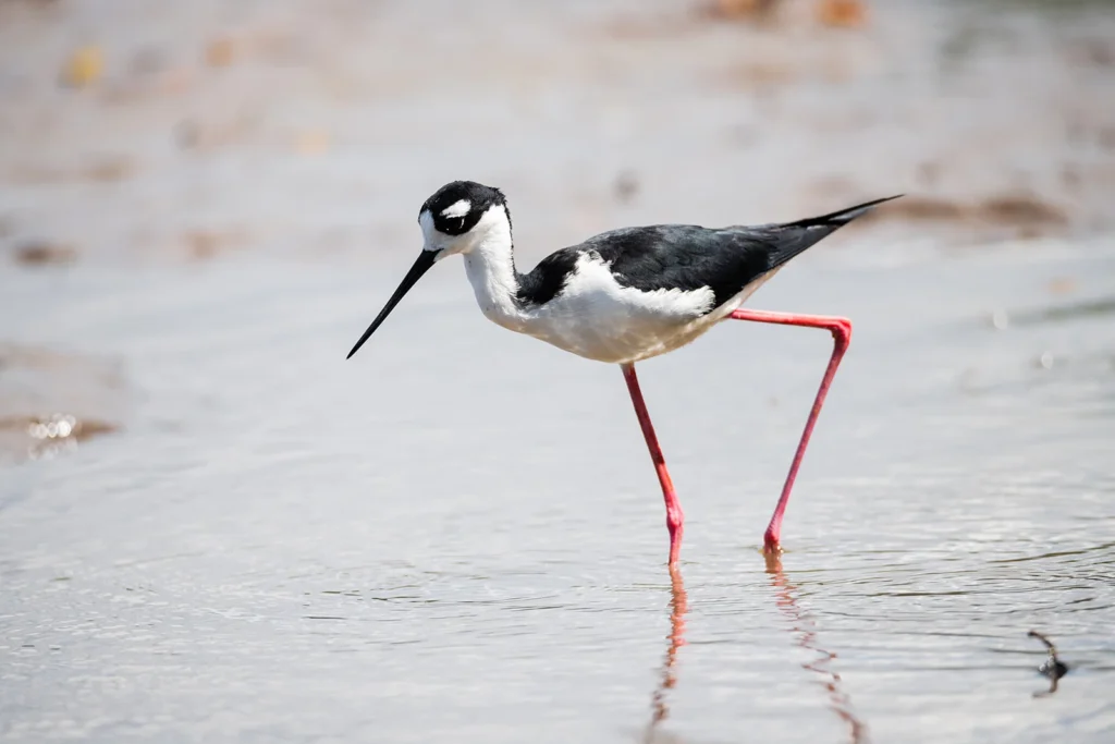 Spring Bird Migration in Costa Rica: What to Expect 4 Black necked Stilt1