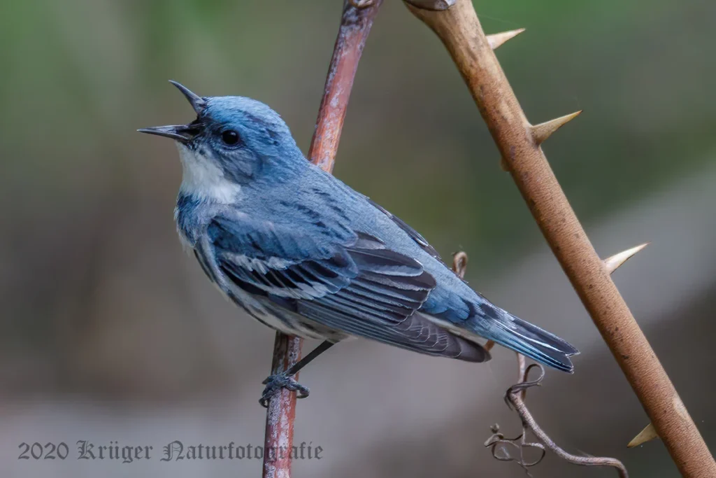 Spring Bird Migration in Costa Rica: What to Expect 5 Cerulean Warbler