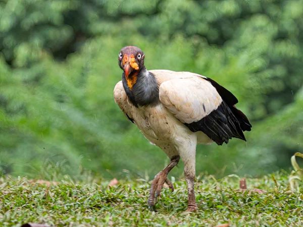 King Vulture