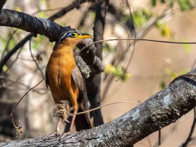 Lesser Ground Cuckoo P2131045 Edit 768x576 1
