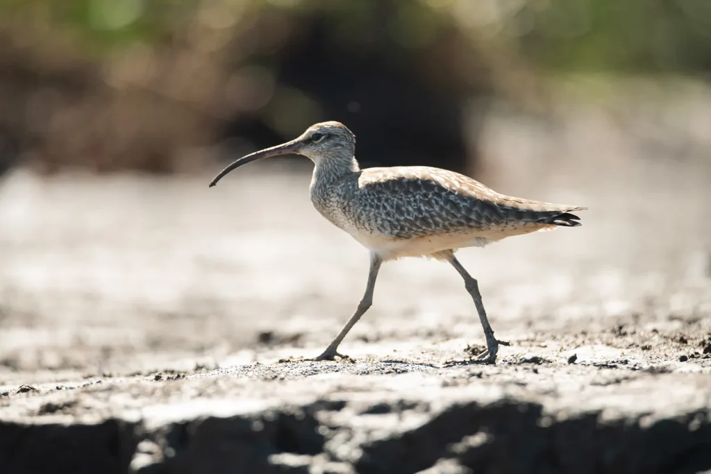 Spring Bird Migration in Costa Rica: What to Expect 6 Long billed Curlew