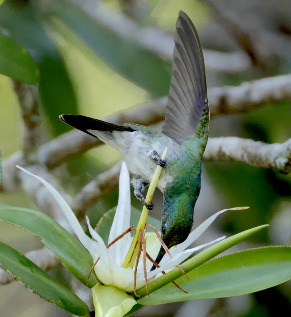 Mangrove hummingbird