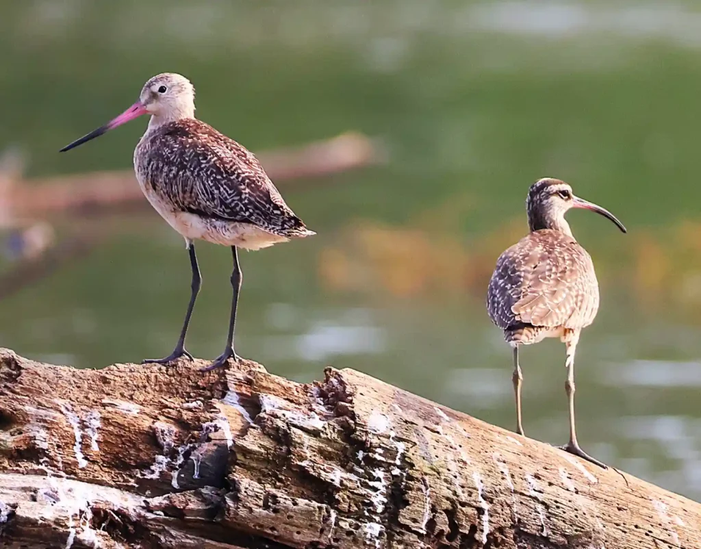 Spring Bird Migration in Costa Rica: What to Expect 1 Marbled Godwit