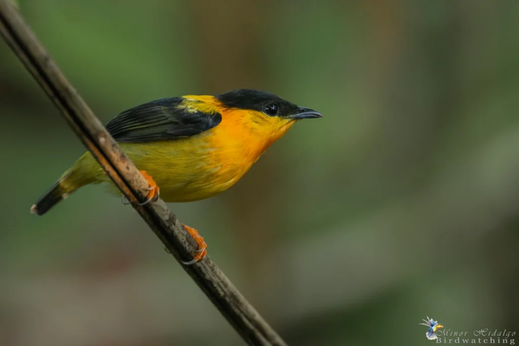 Orange Collared Manakin
