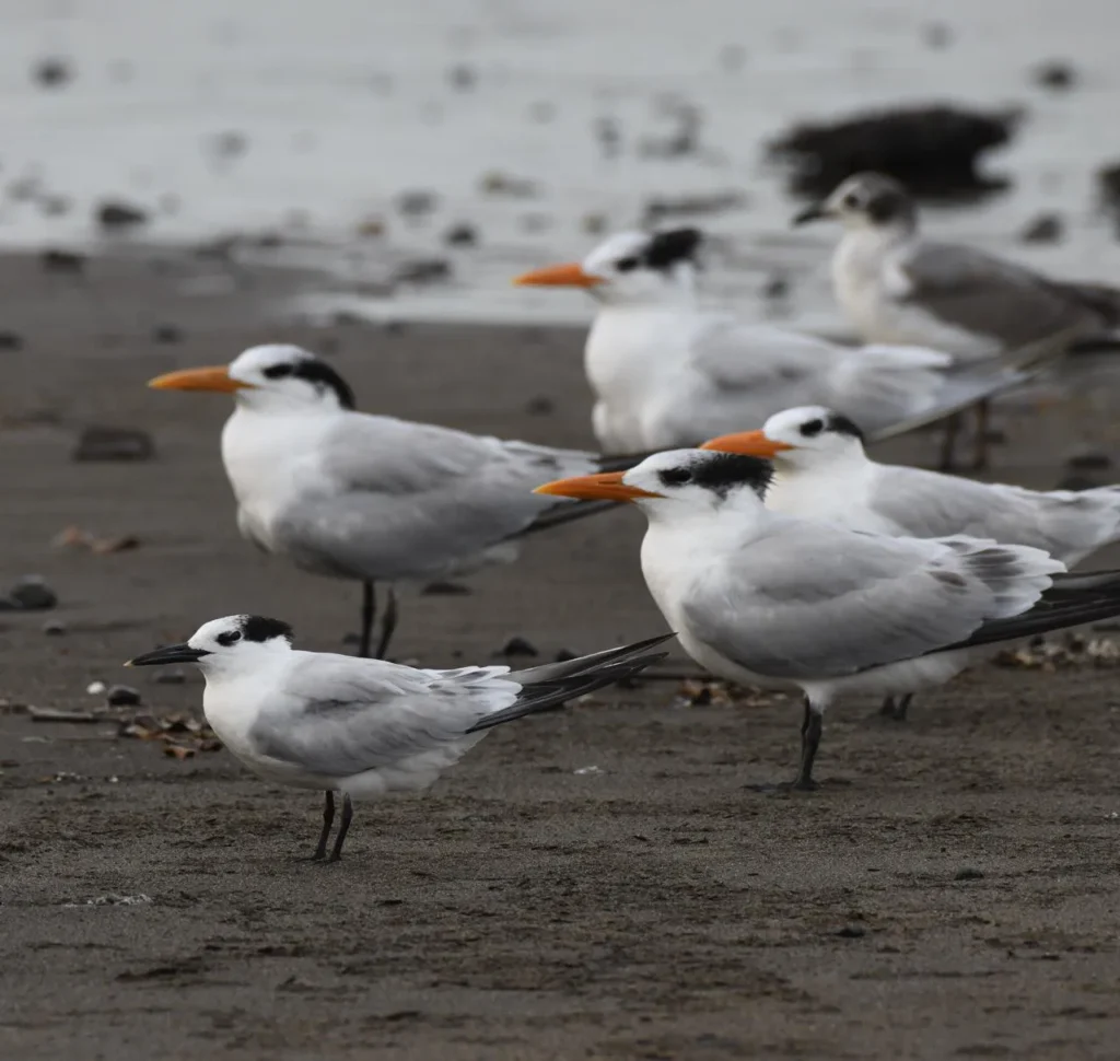 Spring Bird Migration in Costa Rica: What to Expect 3 Sandwich Tern foreground with Royal Terns with orange beaks behind