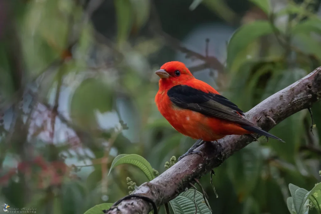 Spring Bird Migration in Costa Rica: What to Expect 2 Scarlet Tanager
