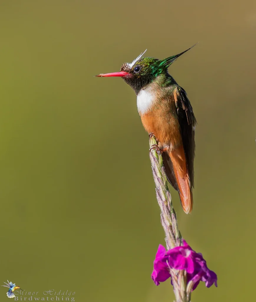 White Crested Coquette