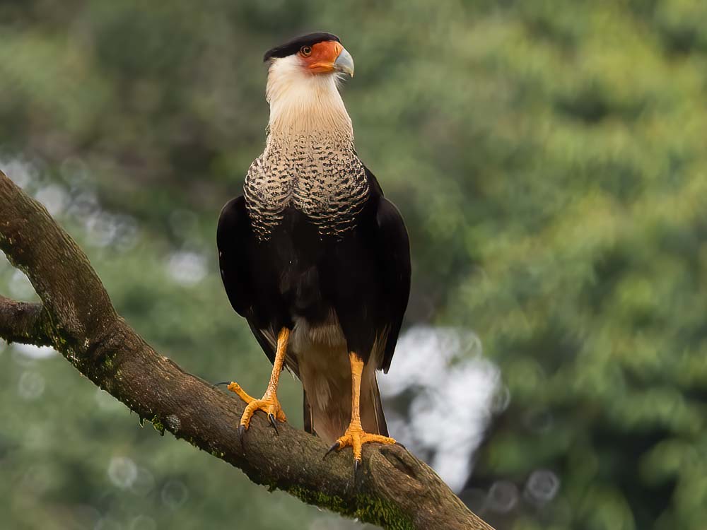 crested Caracara P2236641 Edit Edit