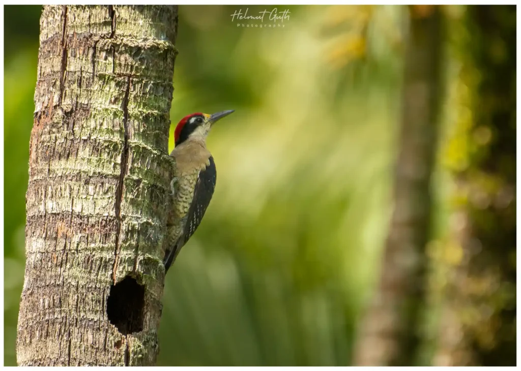 Birding in Costa Rica in May: Weather, Bird Activity, and Fewer Crowds 7 Black cheeked Woodpecker 2