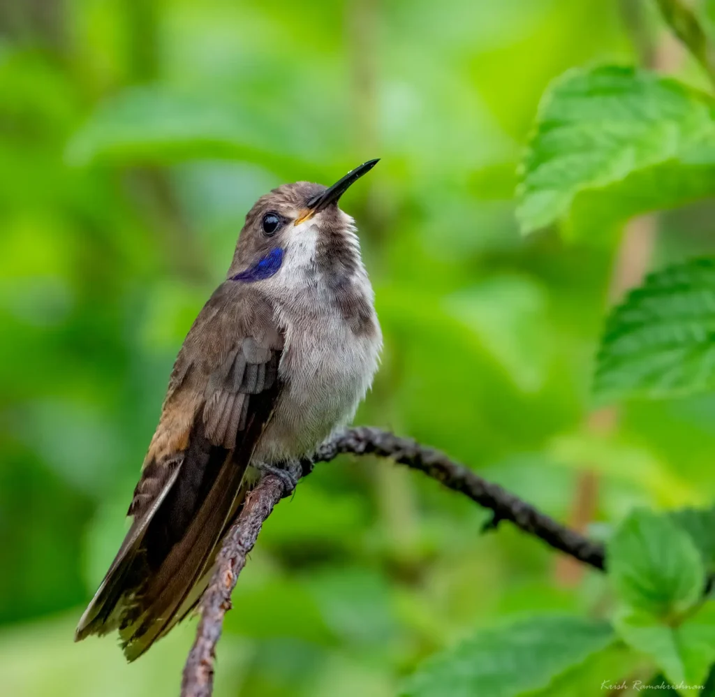 Brown Violetear Humingbird