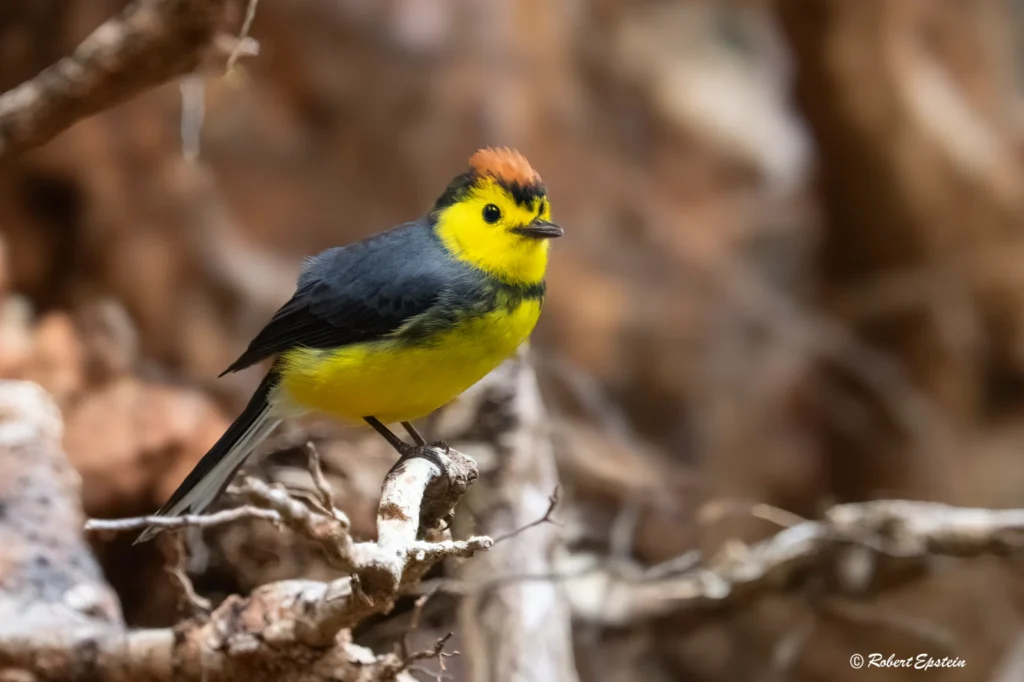 Collared Redstart 1