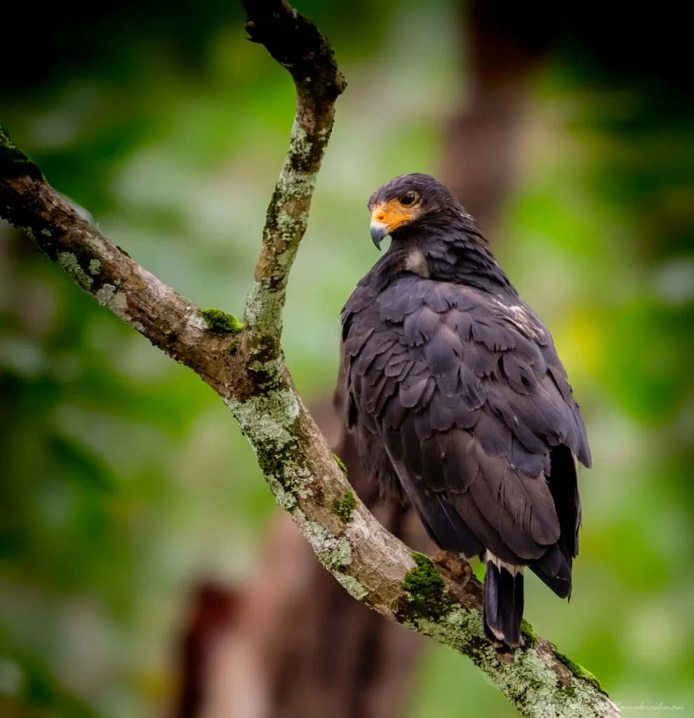 Common Black Hawk