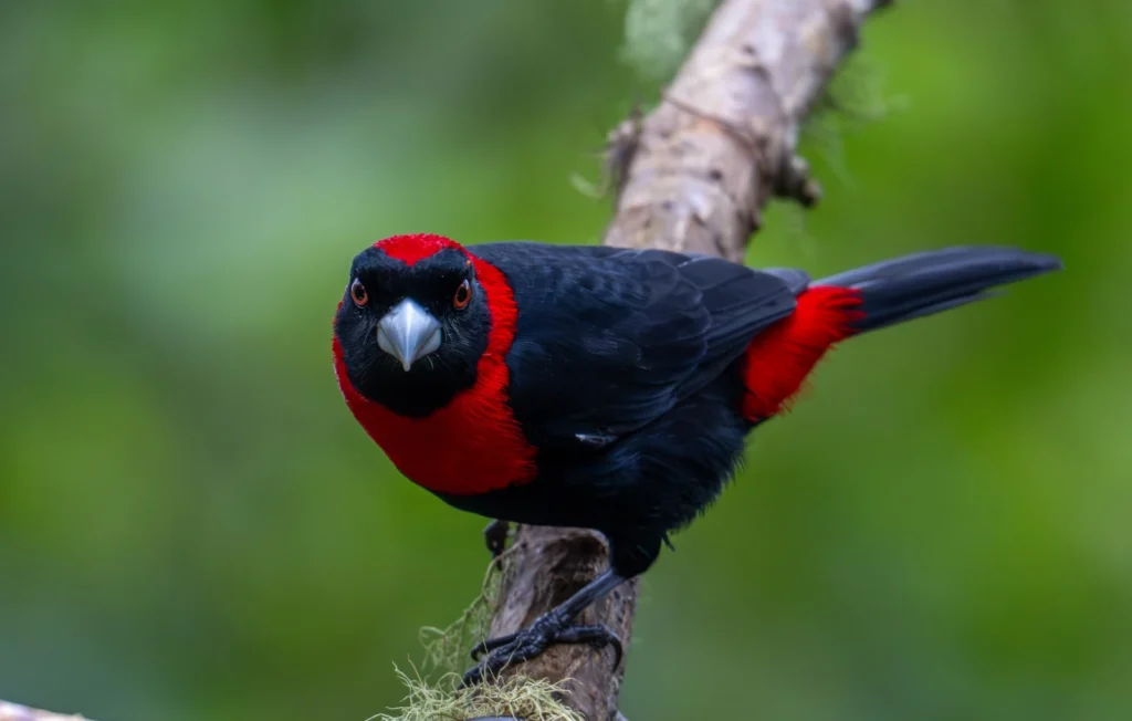 Crimson Collared Tanager