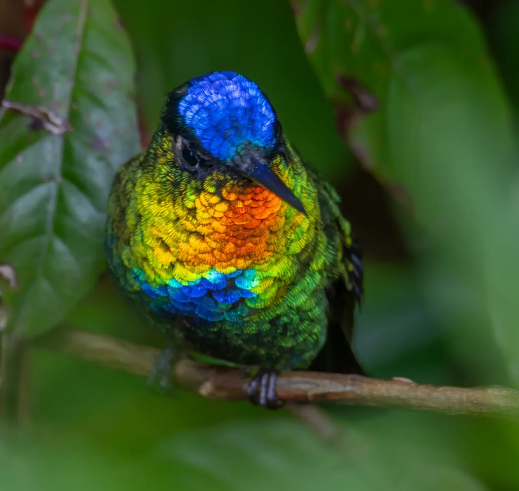 Fiery Throated Hummingbird 00