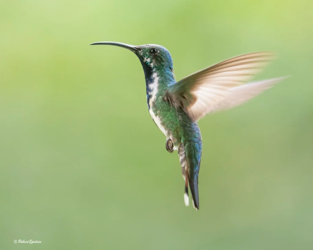 Green breasted Mango