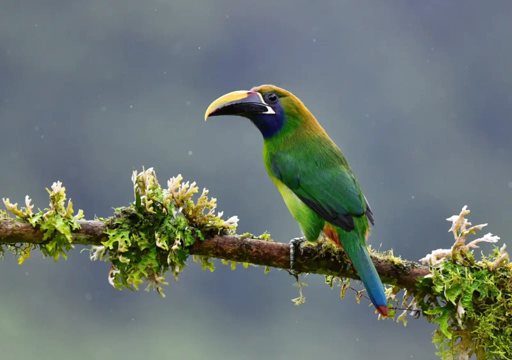 Northern emerald toucanet