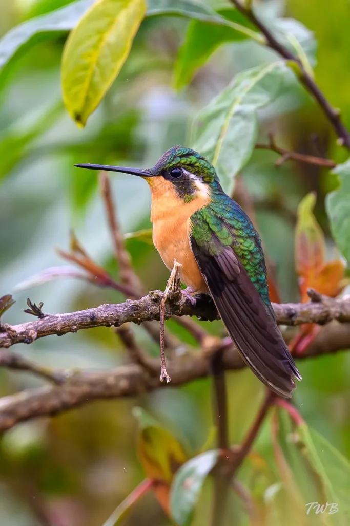 Purple throated mountain gem female 1