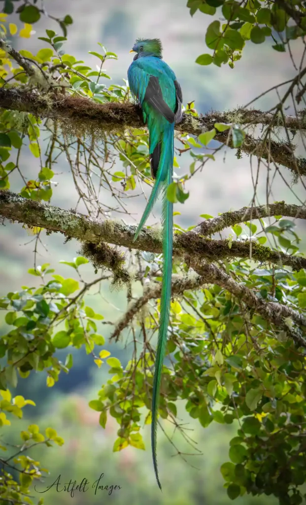 Resplendent quetzal at Savegre
