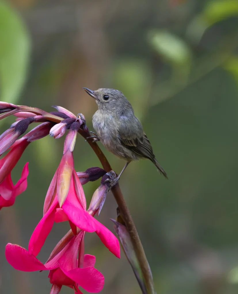 Slaty Flowerpiercer