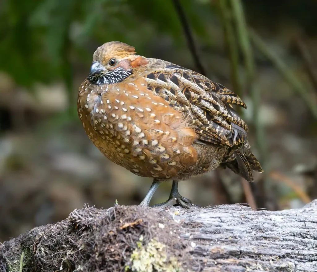Spotted Wood Quail