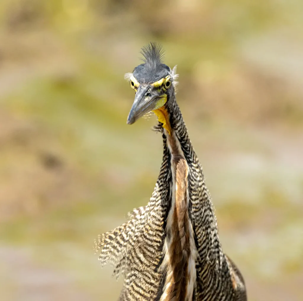 Birding in Costa Rica in May: Weather, Bird Activity, and Fewer Crowds 3 bare throated tiger heron