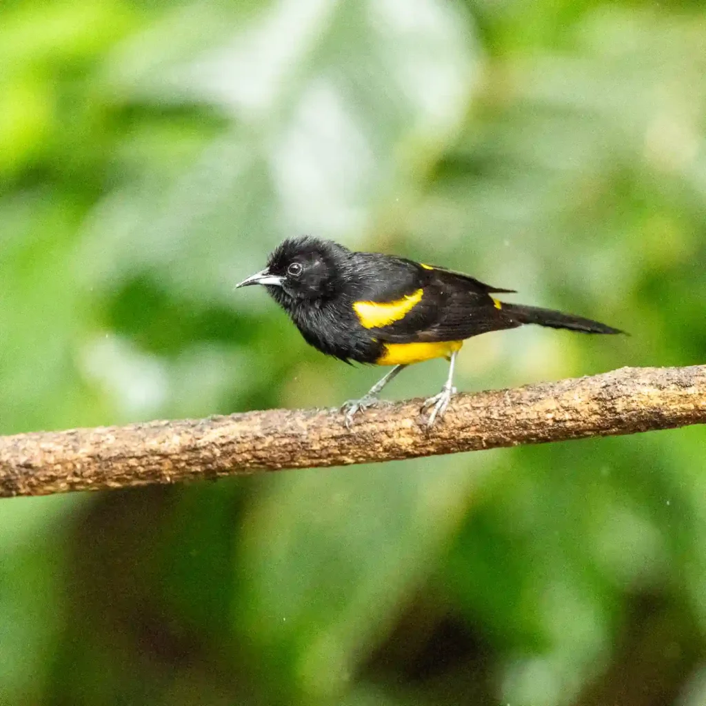 Birding in Costa Rica in May: Weather, Bird Activity, and Fewer Crowds 10 black cowled oriole