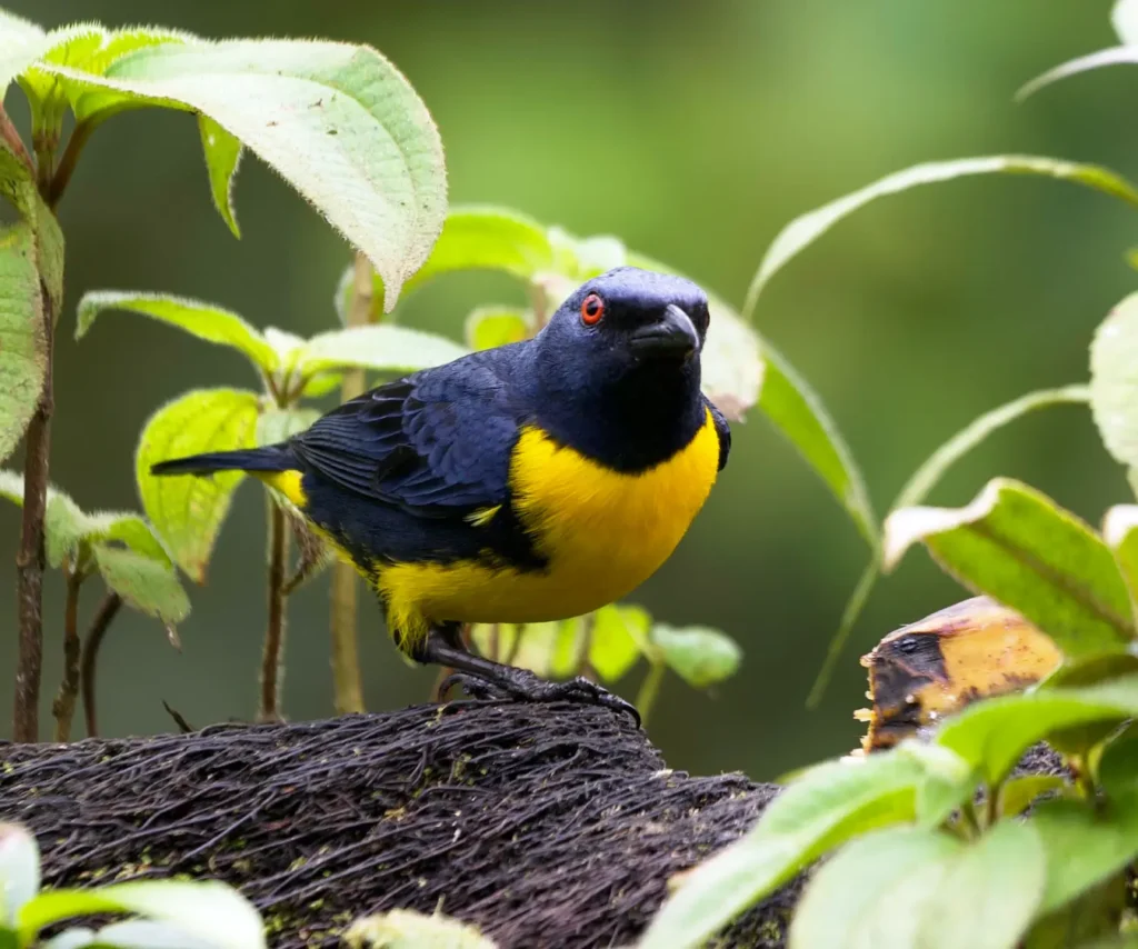 The Best Birding Happens Between the Plans 4 blue gold tanager