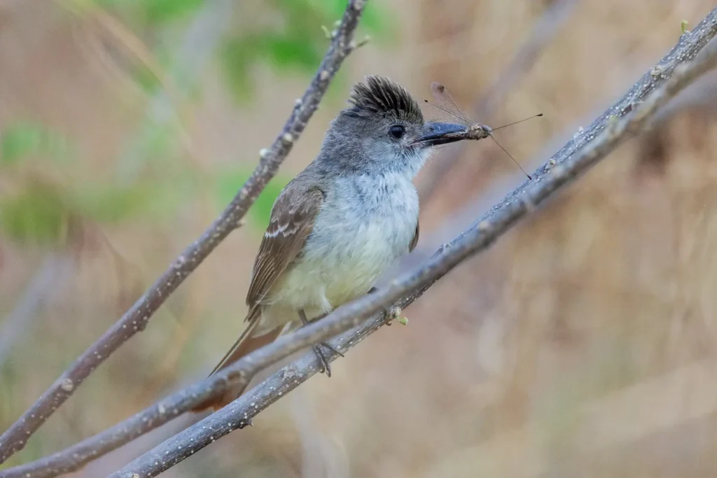 brown crested fly catcher