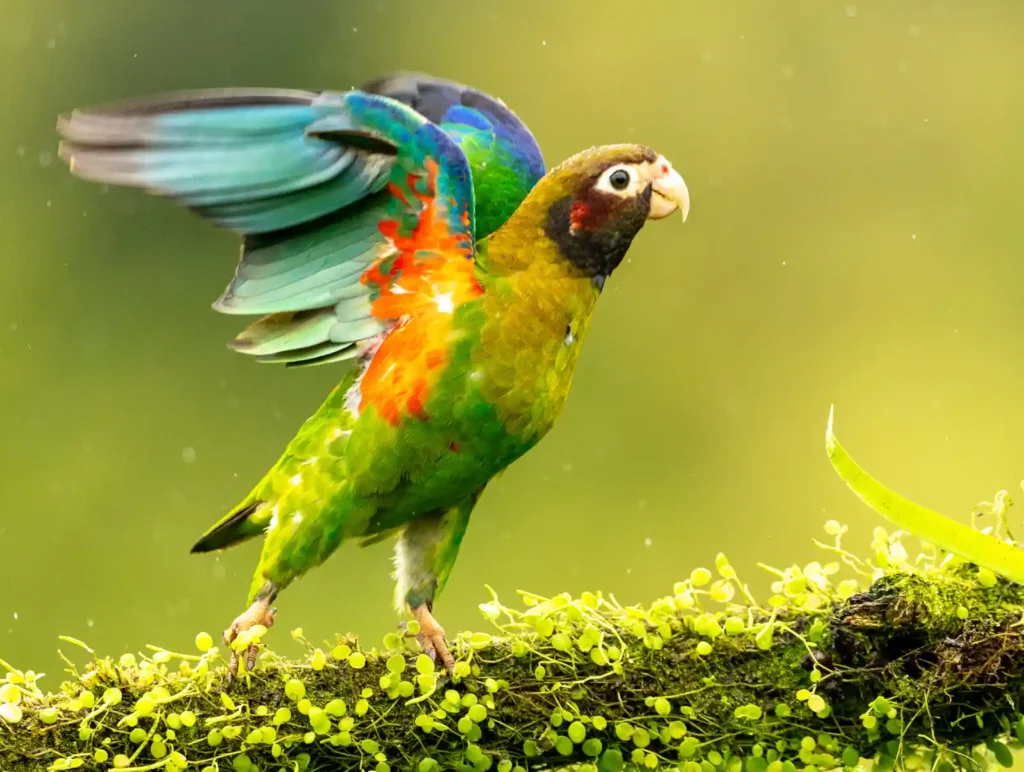 Birding in Costa Rica in May: Weather, Bird Activity, and Fewer Crowds 8 brown hooded parrot