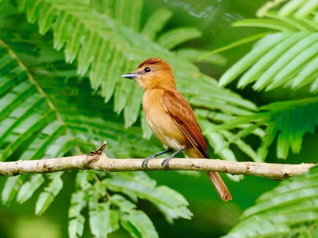 cinnamon becard Ulrike Hellmuth