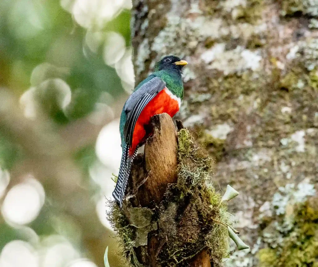 collared trogon male